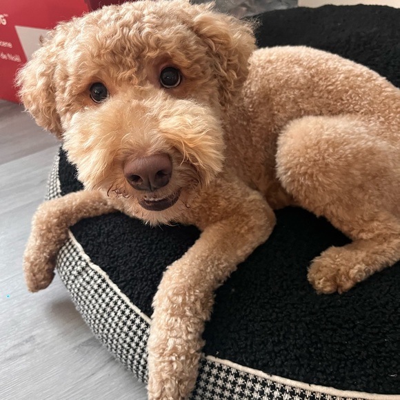 Dinosaur Dog Collar - Picture 3 of 3